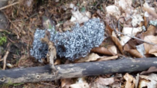 Müllplatz Waldlichtung