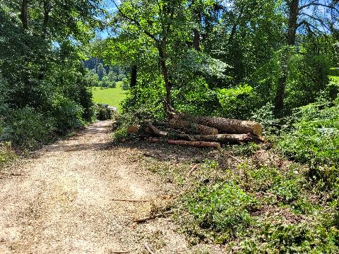 Baumschäden nach Sturm