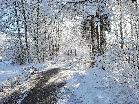 Winterwald