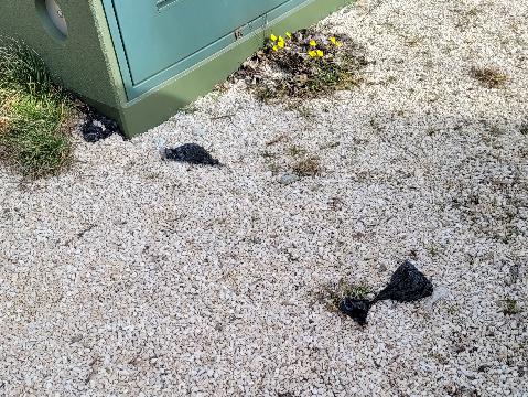 Kotbeutel - Die Dummheit schlechthin