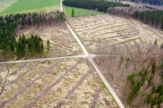 Abholzung Wald Schwackenreute 2024