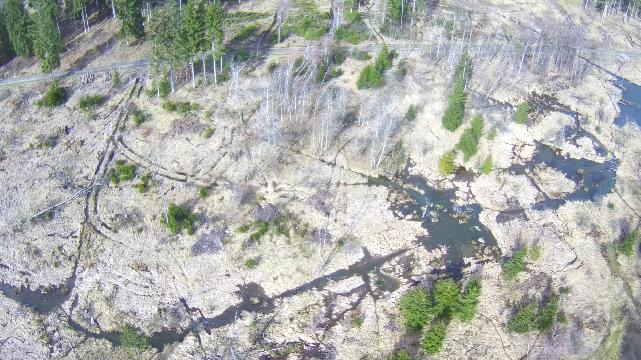 Abholzung Wald Schwackenreute 2024