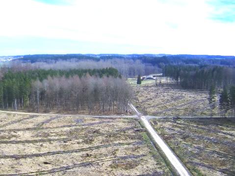 Abholzung Wald Schwackenreute 2024